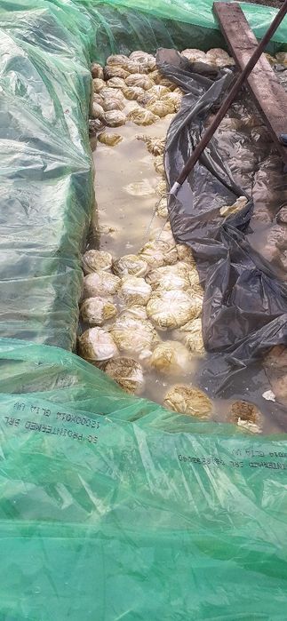 Varza murata de vanzare