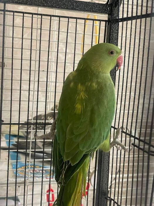 Продам  ожерелового попугая