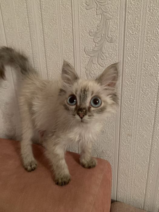 Отдам котенка в хорошие руки