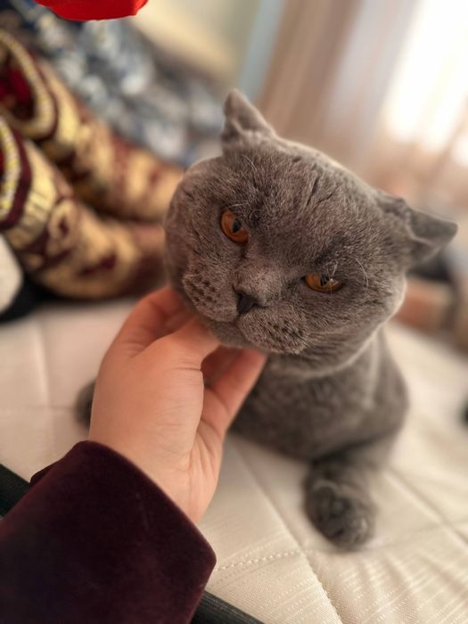 Mushuk Skotish fold britaniskiy sotiladi srochniy