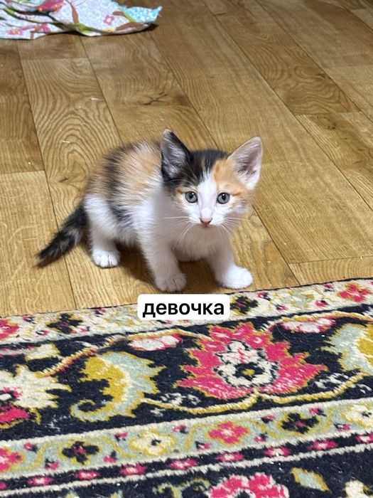 котята, в добрые руки