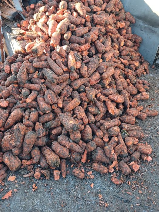 продам кормовую морковку