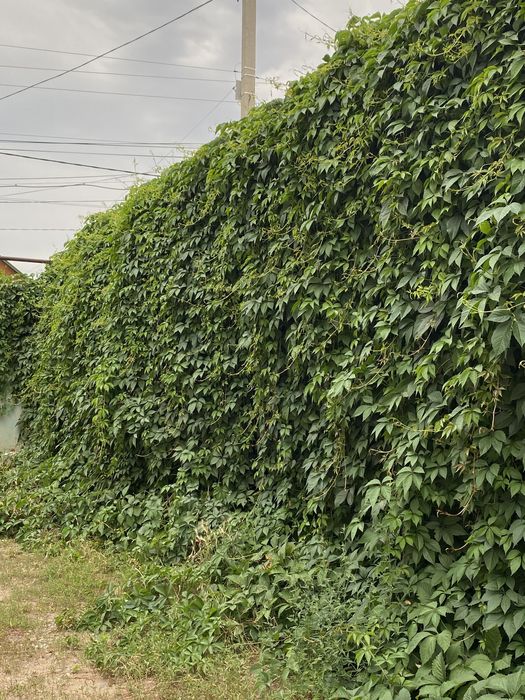 Смотреть порно онлайн «Инспектор»