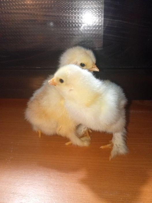 Pui brahma și cocoși