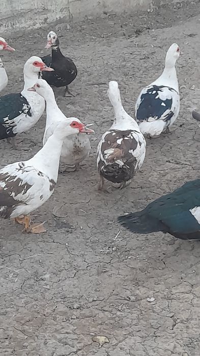 Индоуточки продаются