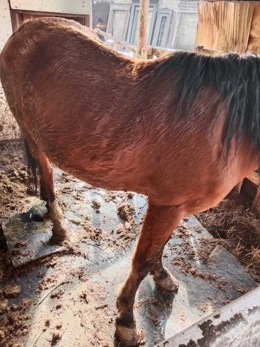 Бие буаз 3 ши тума