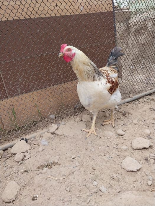 Продам курей разной породы