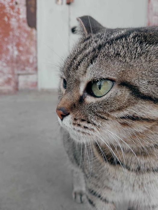 Потерялась кошка  Мася