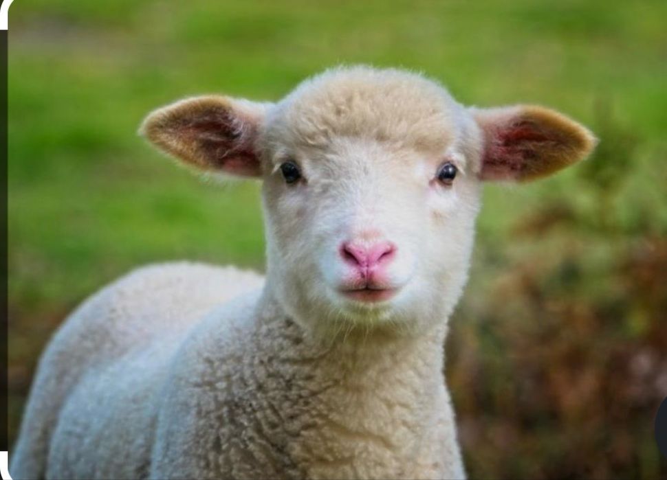 Продавам агнета.