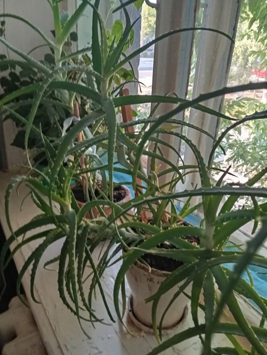 Продам Алоэ лечебный