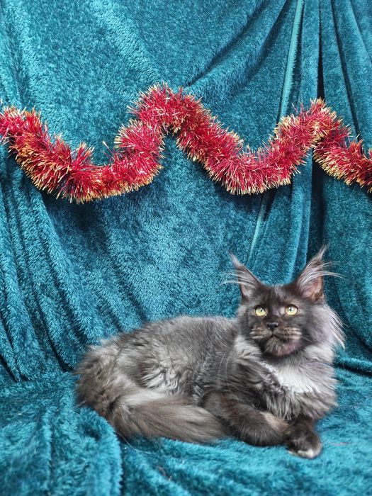 Котята мейнкун продаются