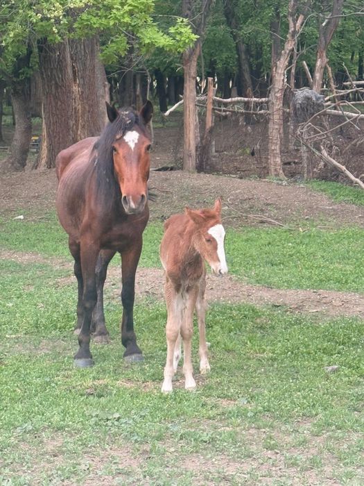 Құлынды бие жас 3 туған