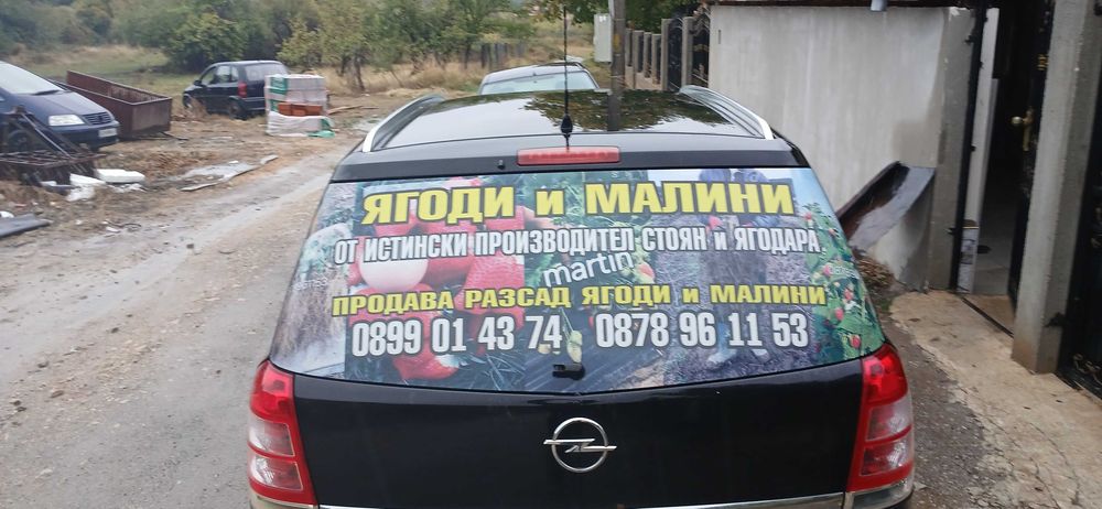 Разсад ягоди  целогодишни сортове