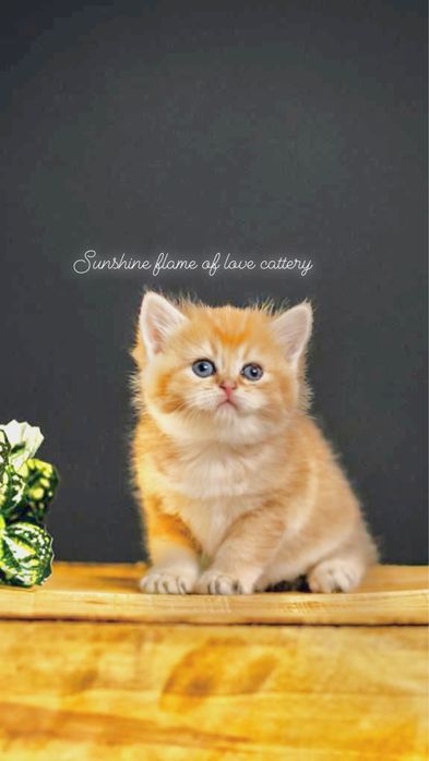 Кукляшки шиншилятки