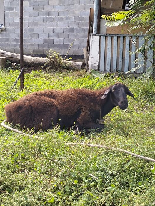 Кой сатамын 2еу 65000тнгеден