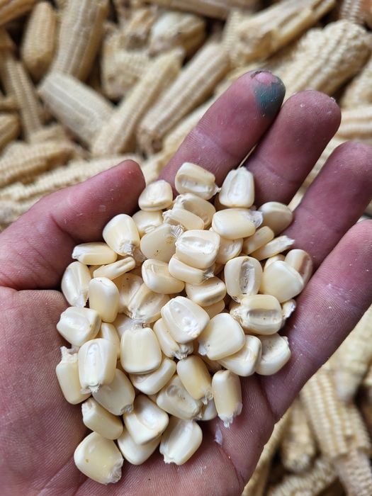 Белая Кукуруза. Ақ жүгері.