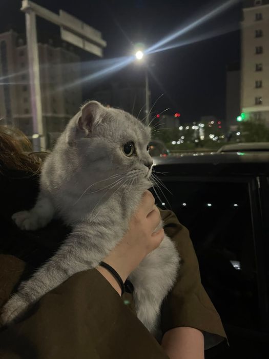 Продаётся котёнок