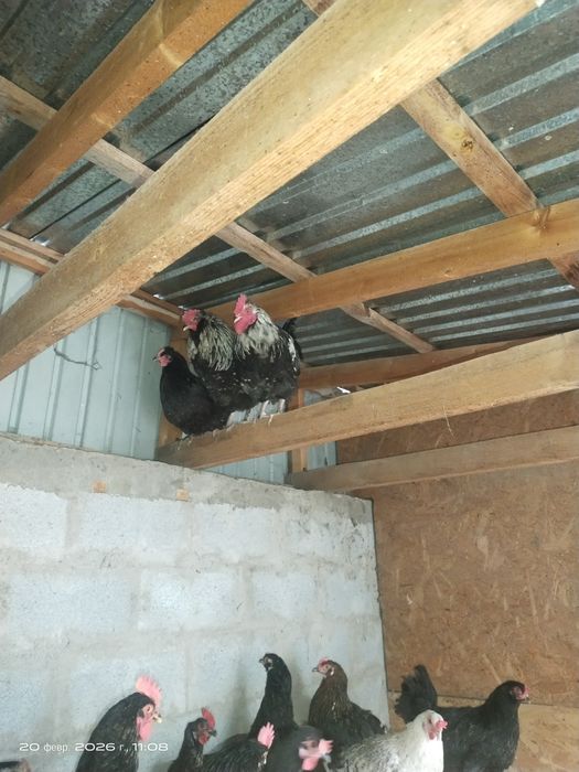 Продам петушков молодых