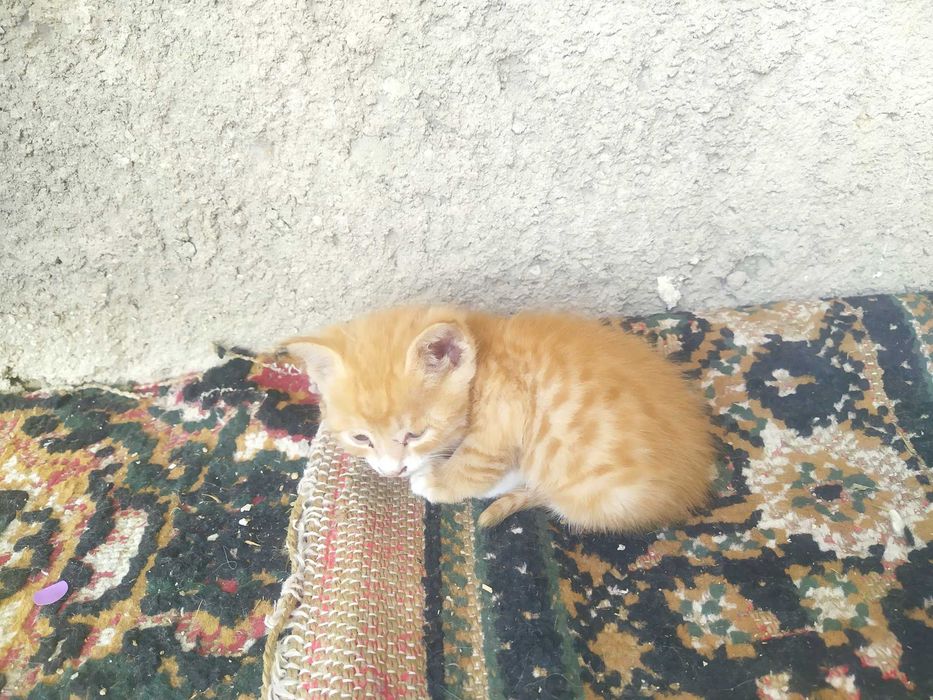 Продается котята бесплатно на хороших рук