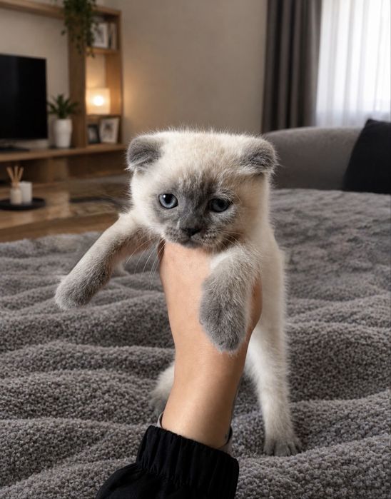 Шотландски котета