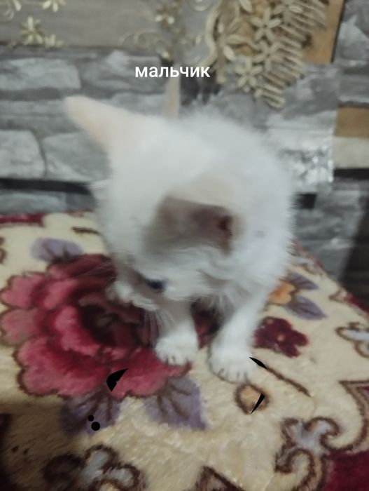 Отдам бесплатно персидских котят
