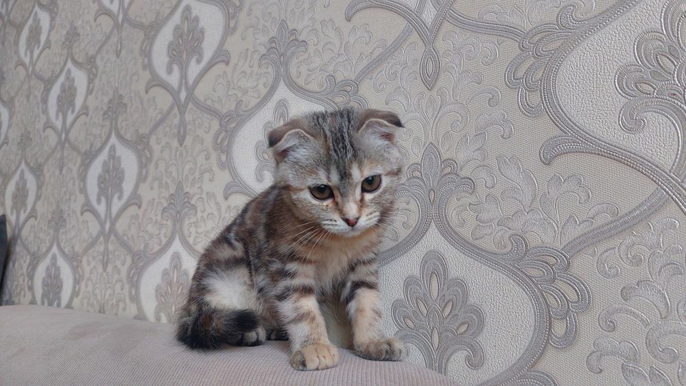 Кошка шотландская вислоухая кошка