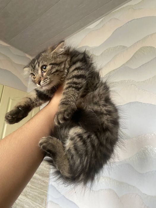4 oyli qizbola mushu toza latok bladi