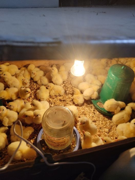 Продам цыплят бройлера