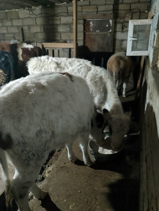 Сементал  баспақ қашарлар