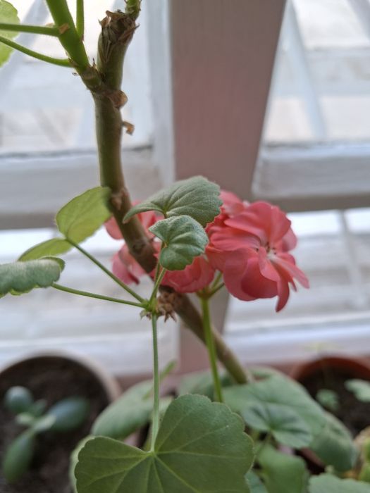 Герань - комнатный цветок