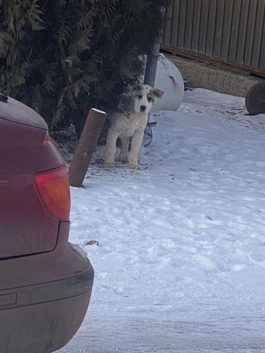 Продается Алабай 1 месячный