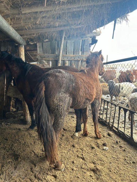 Продаю лошедей на откорме