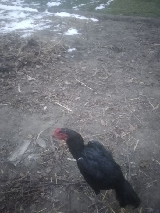 Dakan xuroz sotiladi