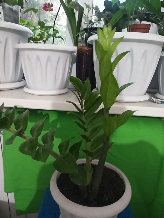 Продаю долларовое дерево за 10000тг