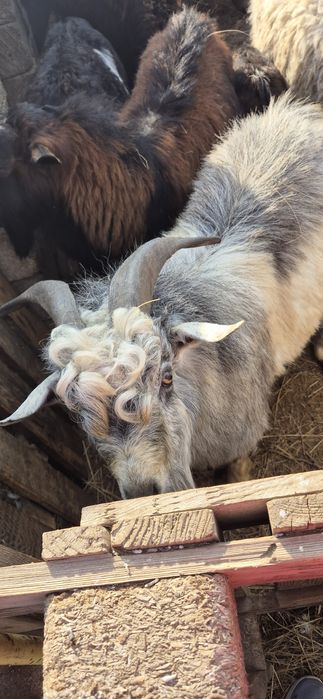 Теке сатылады / Продаю козла