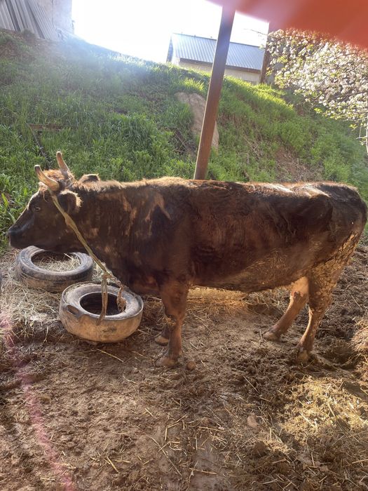 Сиыр семіз қол баққан сиыр