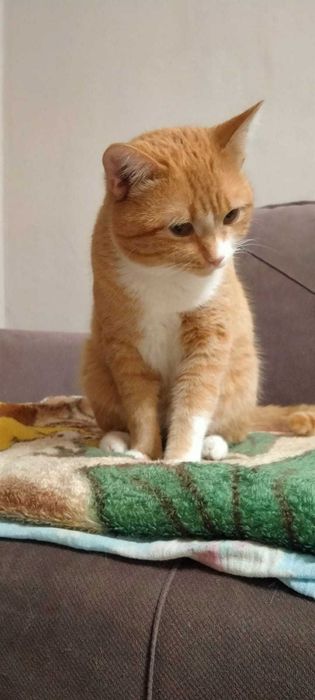 Отдам котика в добрые руки