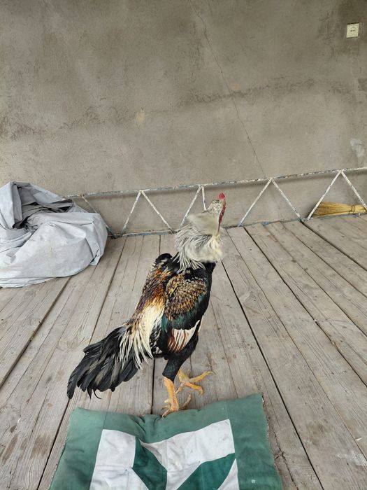 Бойцовы кораз дакан петух