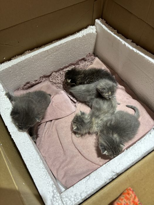 отдадим в хорошие руки