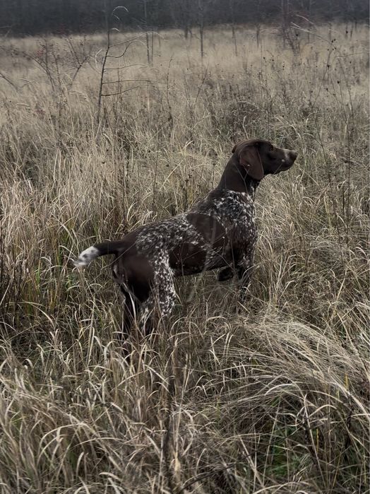 Brac german  cu par scurt