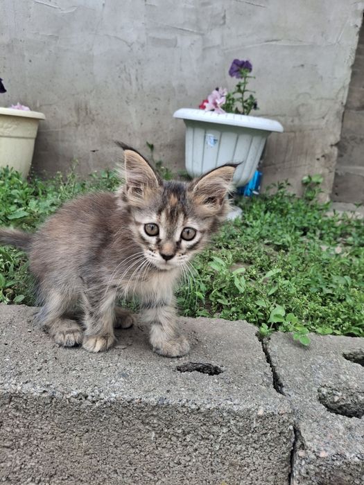 Продам котенка Мейн куна