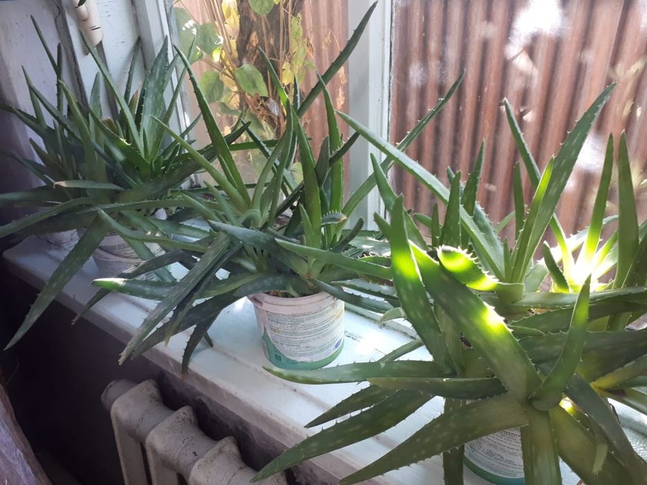 Продаю домашнее Алоэ Вера