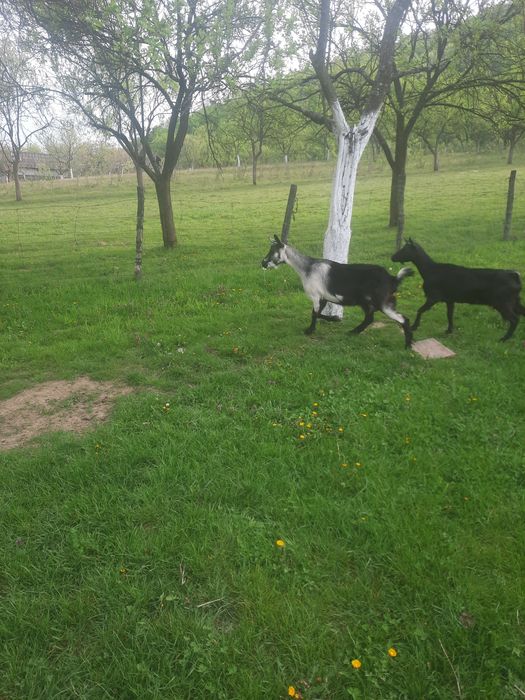 vând două capre cu lapte la 1100 de lei