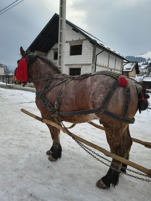 Vând mânz castrat de 2.5 ani învățat!