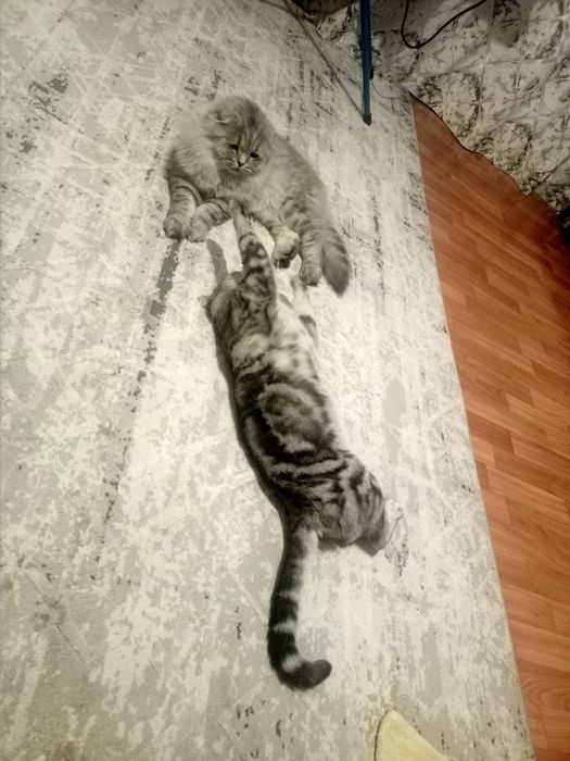 Шотландские котята