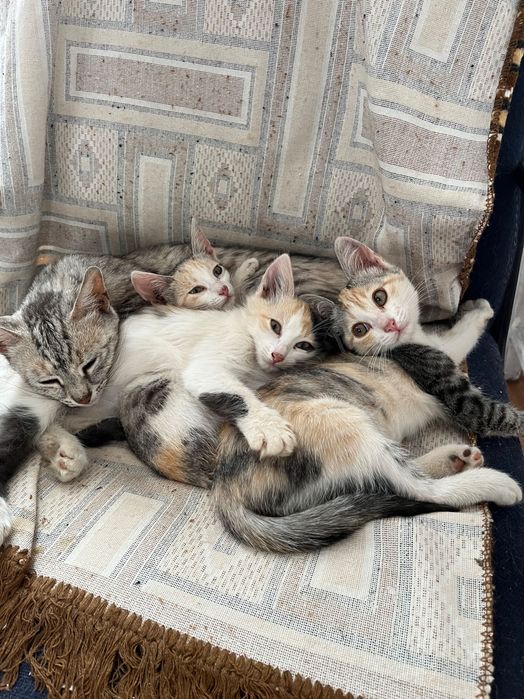 Котята домашние милые