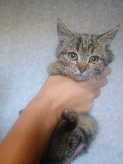 Отдам в добрые руки котенка