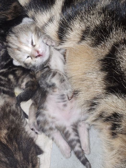 Мушук боллари 1ярим ойлик