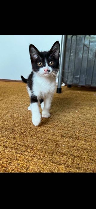 Подарявам котенца