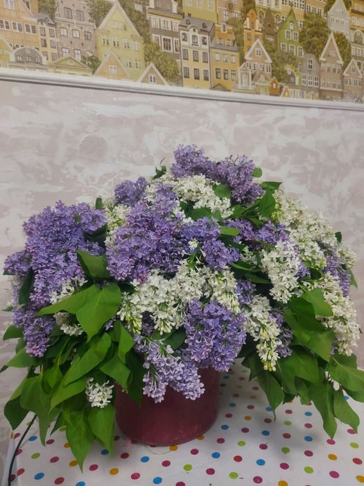 Цветы сирени .букет свежих сиреней